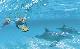 Swim with Wild Dolphins tour ex Perth CBD Perth Wildlife Encounters - Photo 2
