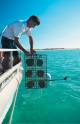 Perth City Centre Tours, Cruises, Sightseeing and Touring - Harvest your Own Pearl - Elizabeth Quay Perth